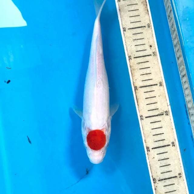 Tancho kohaku, 27 cm