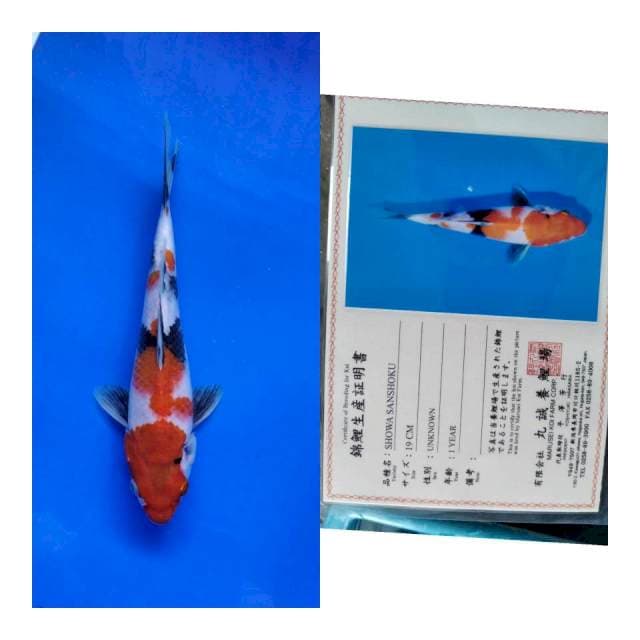 Showa MARUSEI