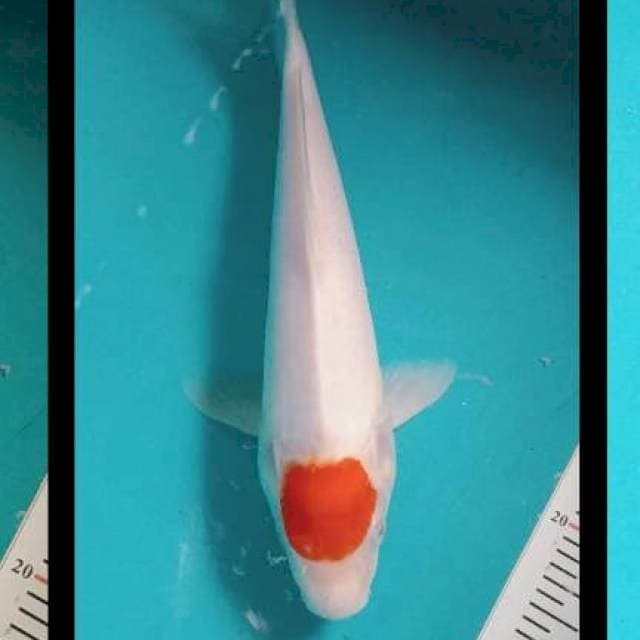 TANCO KOHAKU 28CM