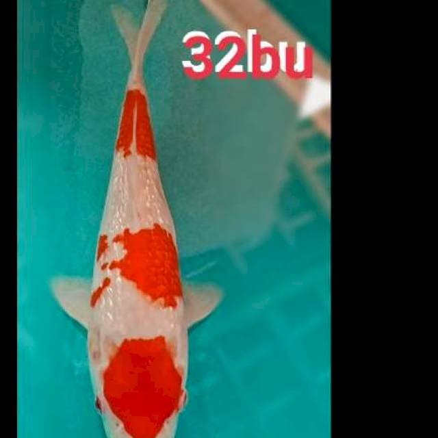 Kohaku gindrin 32cm
