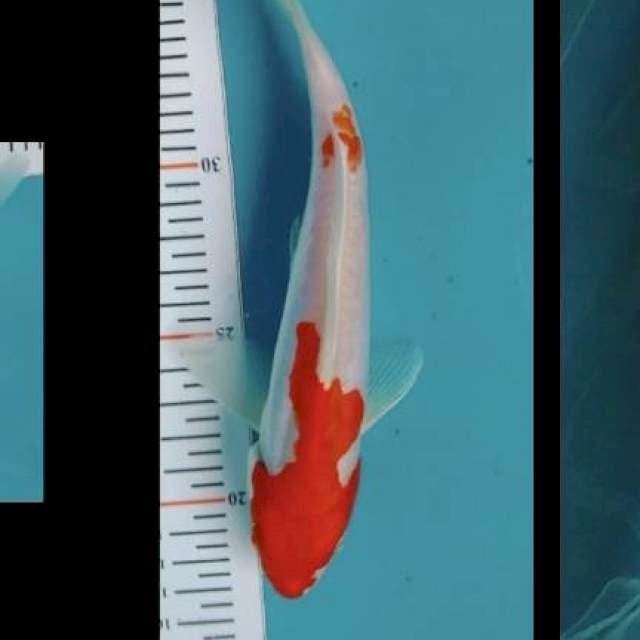 Kohaku Hikari 20cm
