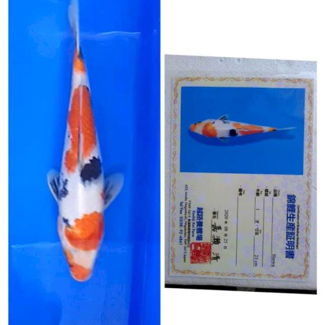 Showa Serti Koshiji