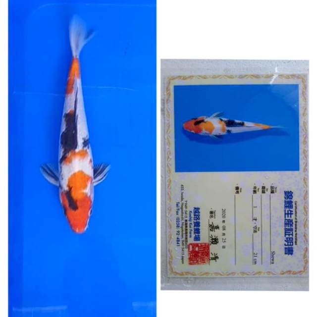 Showa Import Serti Koshiji