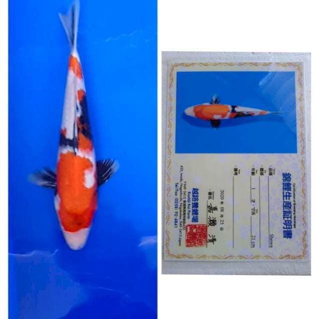 Showa Serti Koshiji