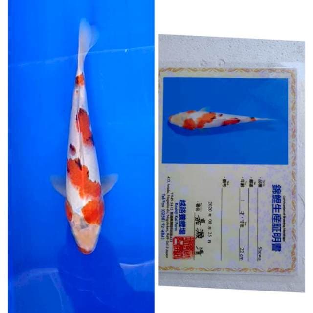 Showa Koshiji