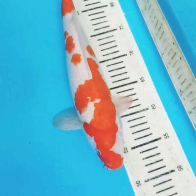 Kohaku 35