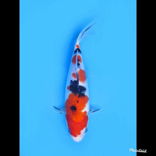 23cm Male , Red Taisho Sanke Ori