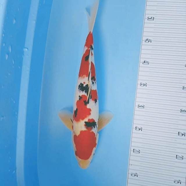 37CM Pejantan Sanke 
