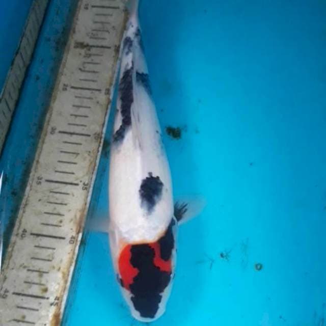 Tancho showa 32 cm male