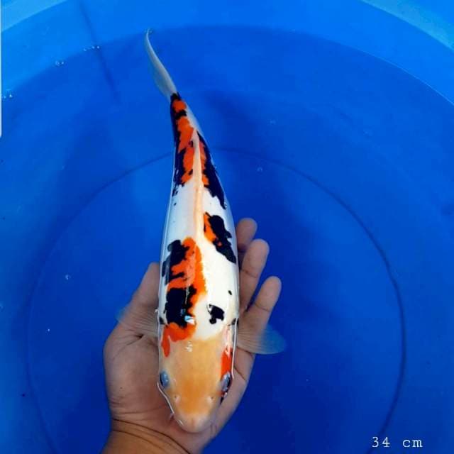 Benikumon 34 cm