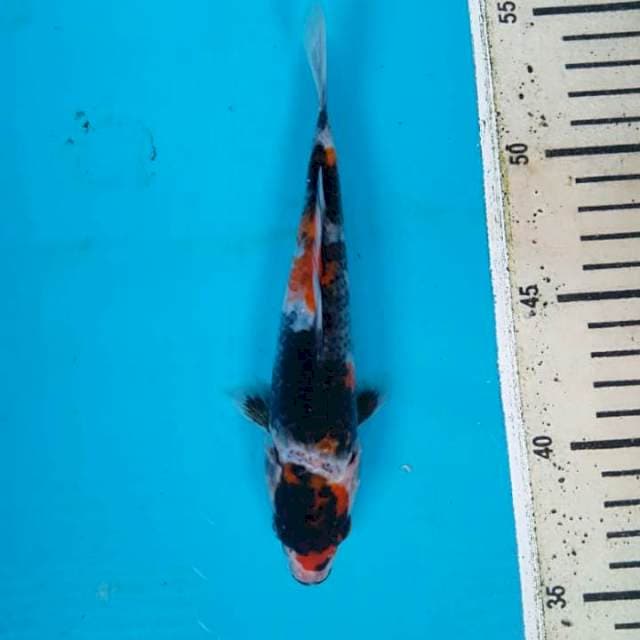 Showa 17cm