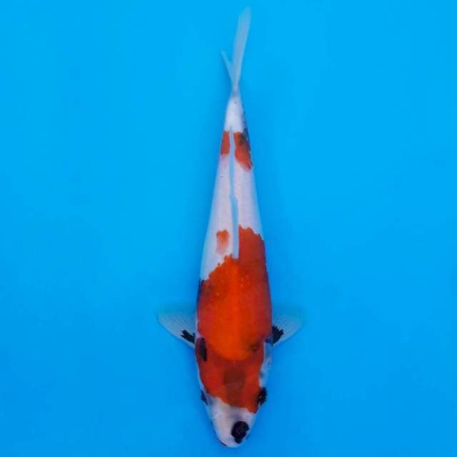 showa shansoku 22cm HQ