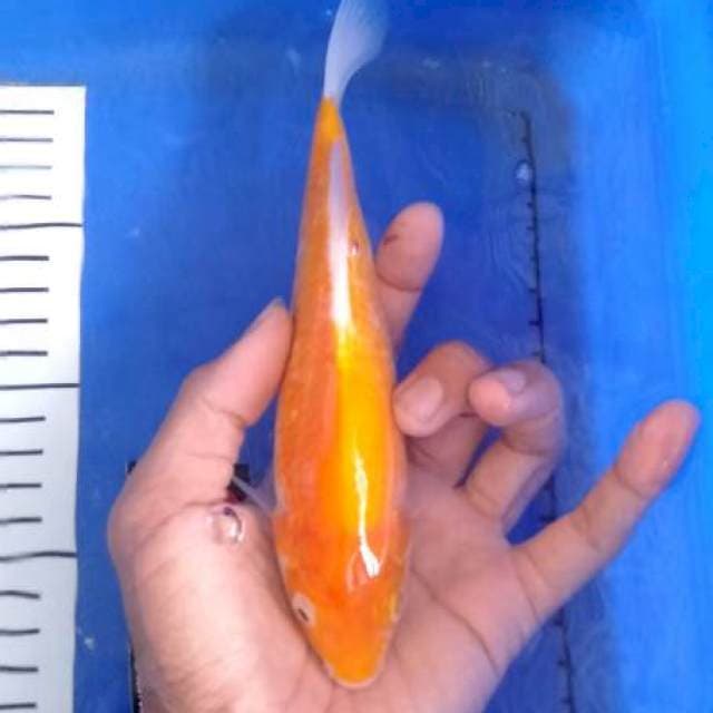 Koyo matamerah 21cm