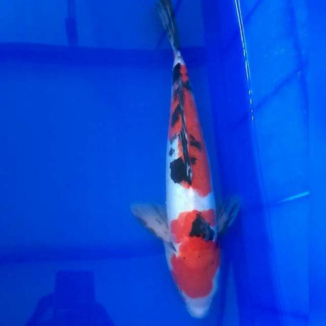 35/cm doitsu sanke