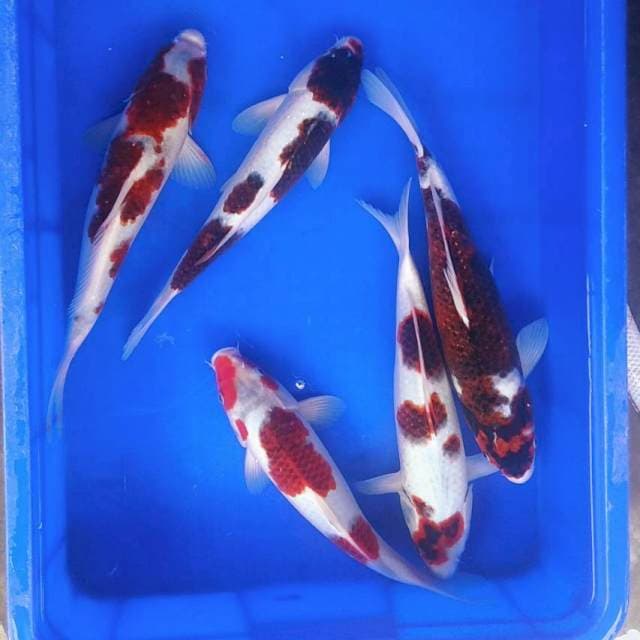 Goromo 30-33cm 