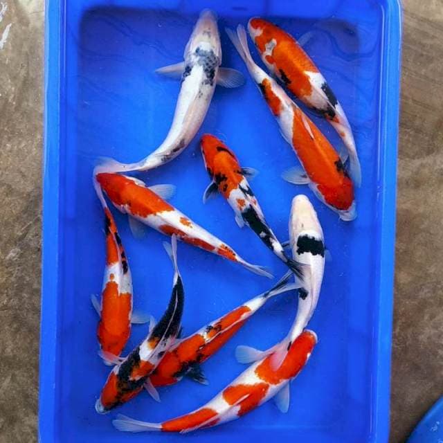 Paket jozz showa kohaku shiro