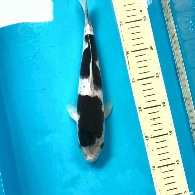 Budo Goromo, 28 cm