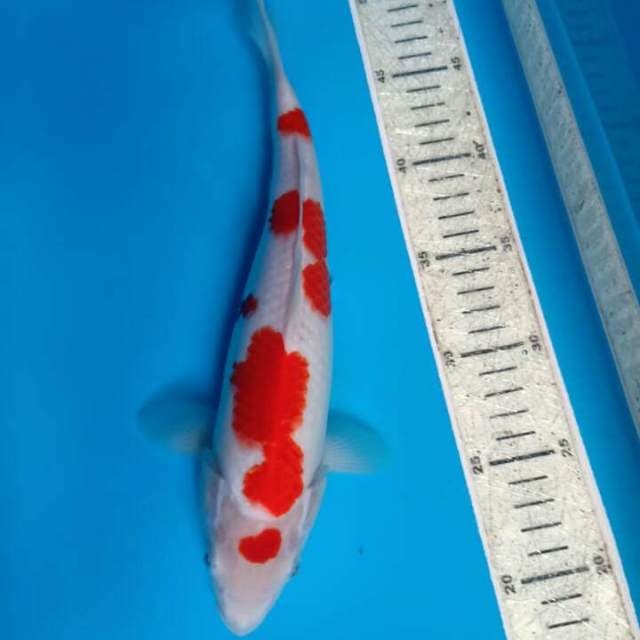 Kohaku 30cm