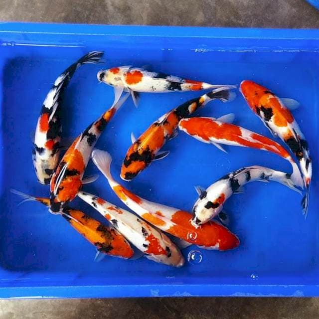 Kohaku showa shiro jozz 26-30cm