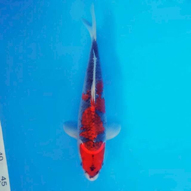 ASAKAZE 4 - GOSHIKI ®