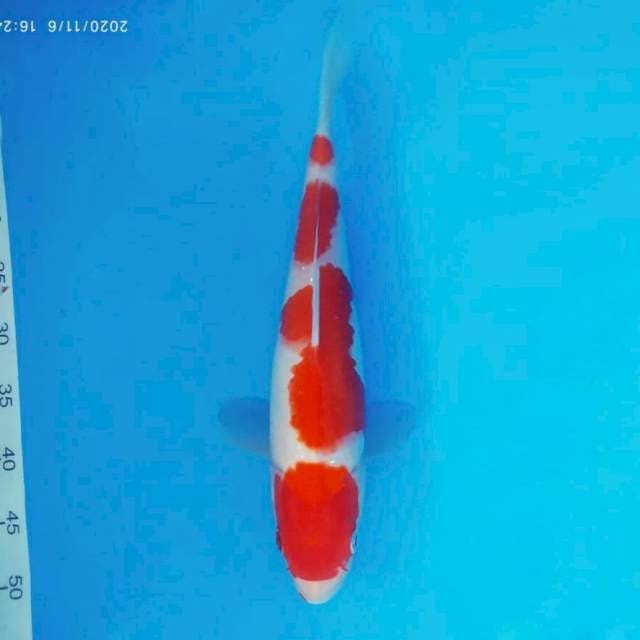 ASAKAZE 8 - KOHAKU ®