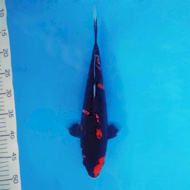 ASAKAZE 12 - JET BLACK SHOWA ®