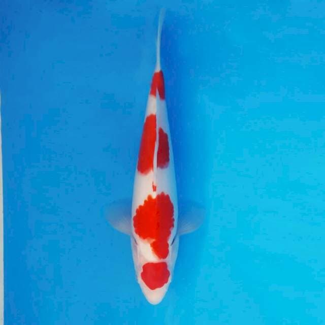 ASAKAZE 14 - MARUTEN KOHAKU ®