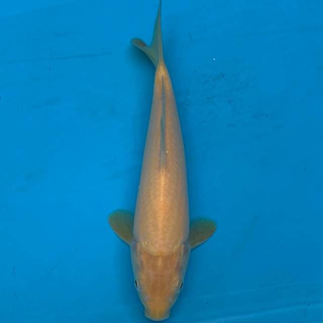 KARASHI JUMBO