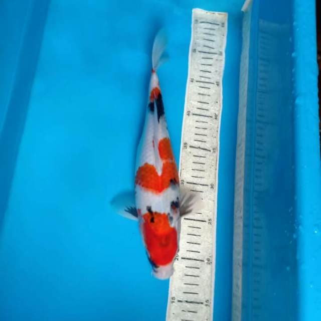 Showa 32cm