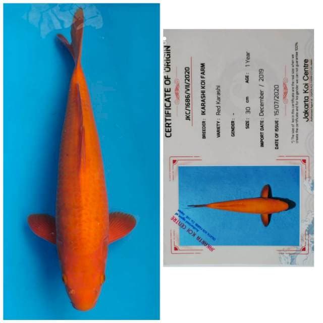Ikarashi Red Karashi