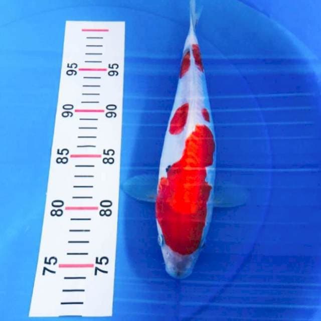 SANKE DOIT 28CM