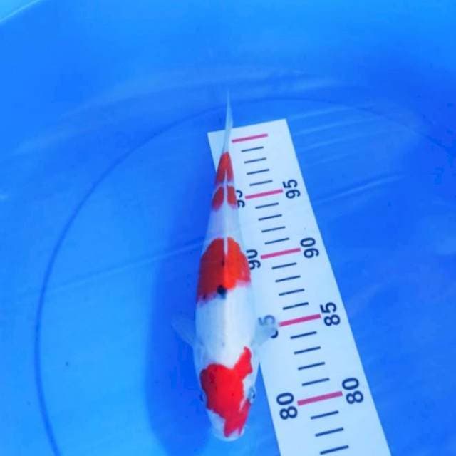 SANKE 25CM