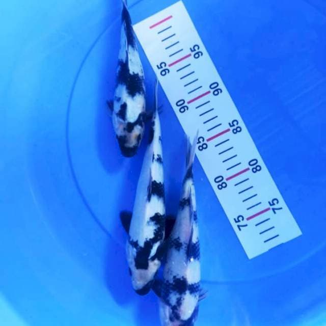 SHIRO 20-22CM
