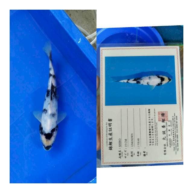 Shiro marusei