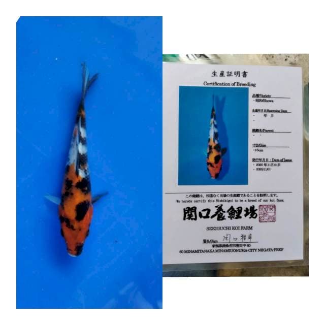 Showa sekiguchi