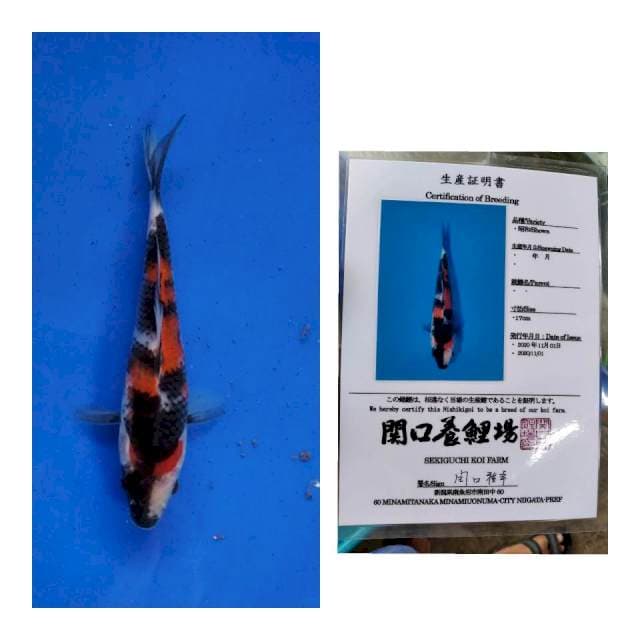Showa sekiguchi