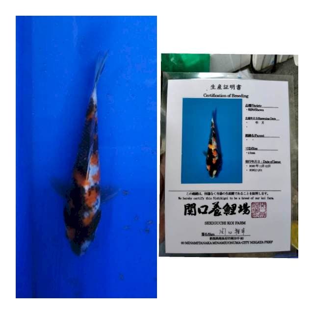 Showa sekiguchi