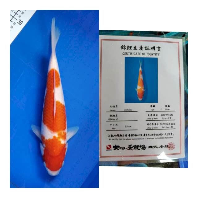 Kohaku Dainichi