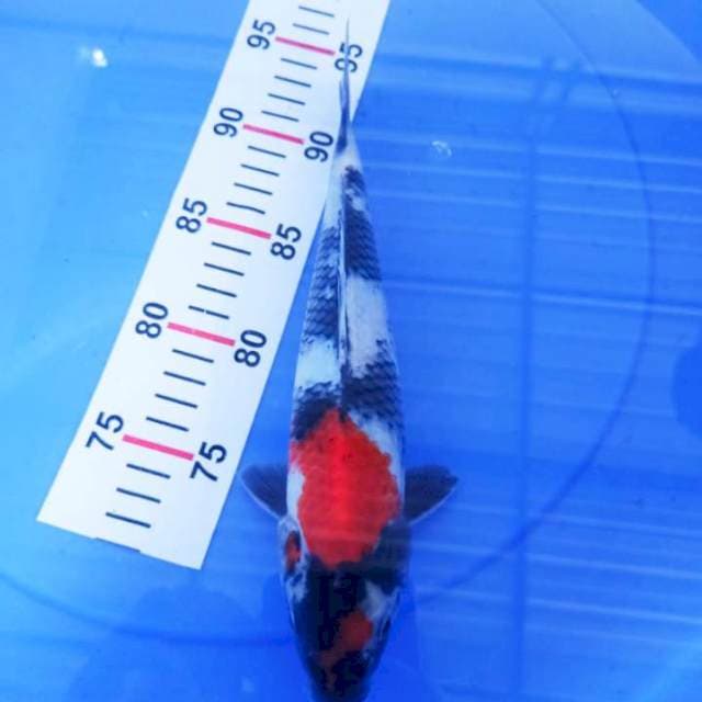 SHOWA 26CM