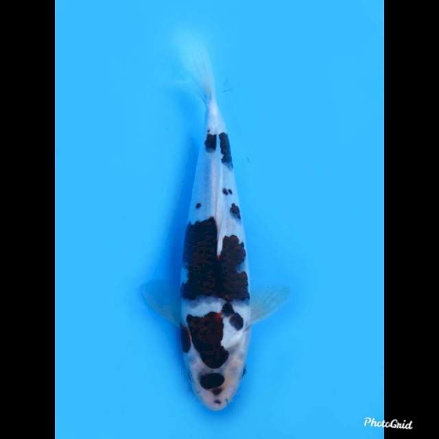 23cm Male , Sakura Budo Goromo 