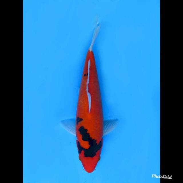 25cm Male , Hi Showa 