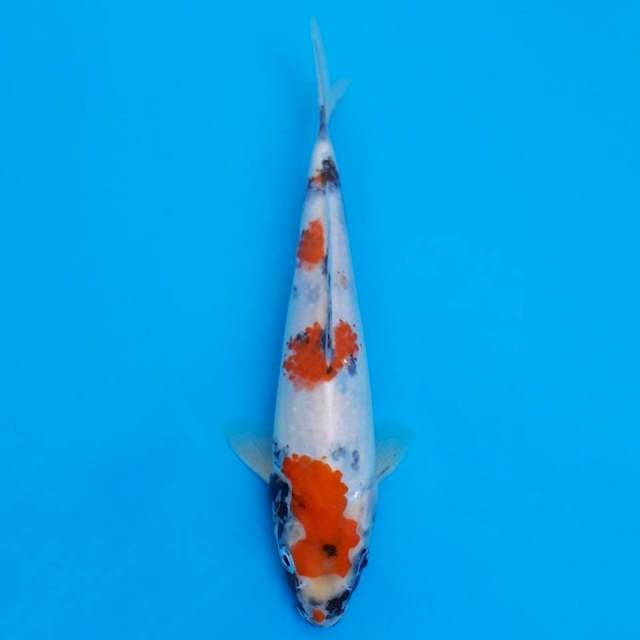 showa sanshoku 22cm HQ