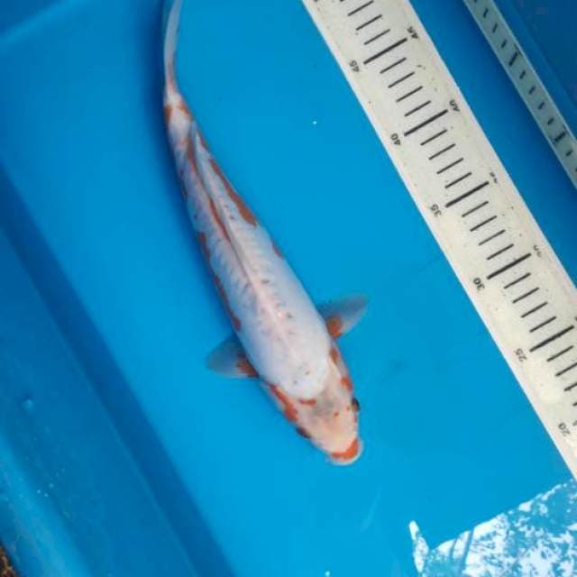 Kosui, 29cm