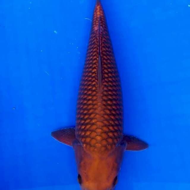 Cagoi tembaga punok unta
