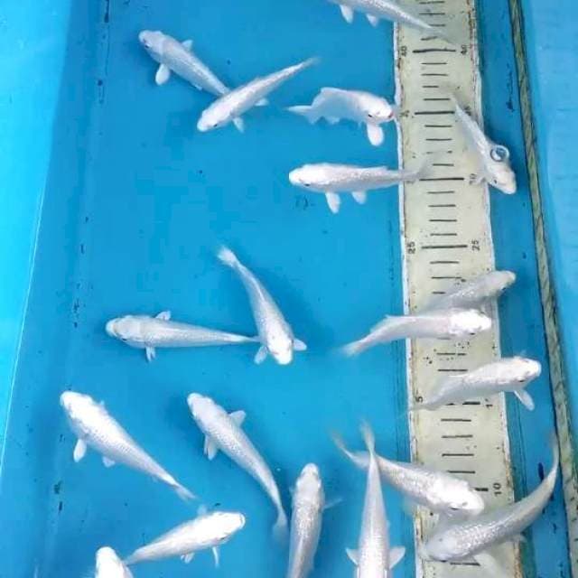 Ginrin Platinum 10-11cm 25ekor 