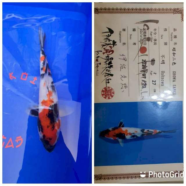 Showa Import Isa Farm 31Cm