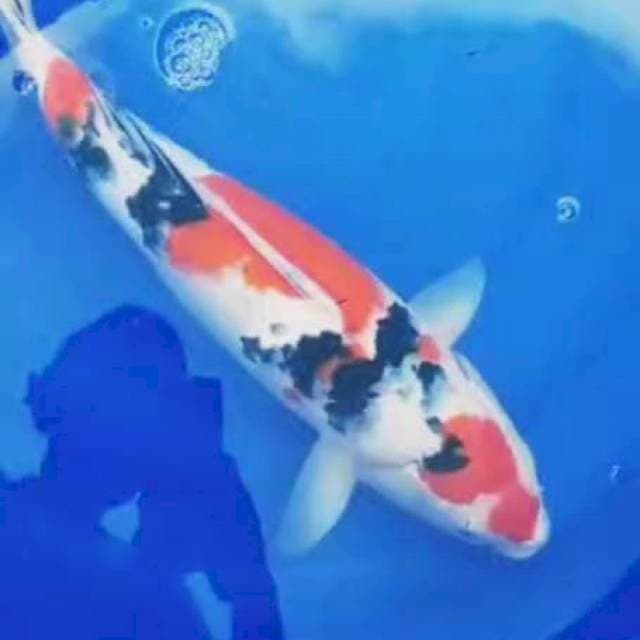 A, kohaku sanke bulki 50up