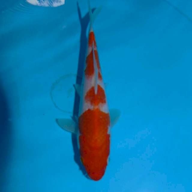 4step Kohaku (19cm)