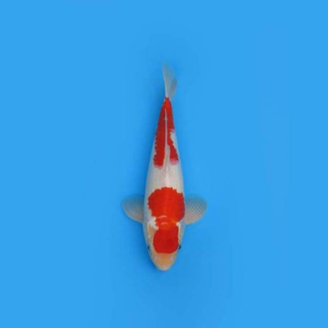 43CM - Two Step Kohaku