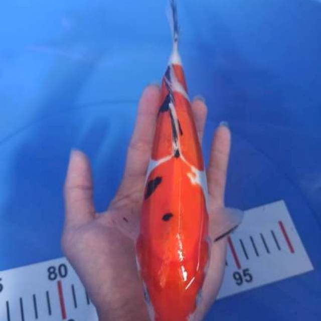 SANKE DOIT 24CM